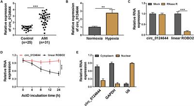 Circ_0124644 Serves as a ceRNA for miR-590-3p to Promote Hypoxia-Induced Cardiomyocytes Injury via Regulating SOX4